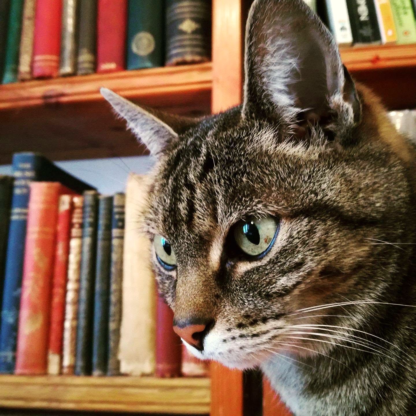 A tabby cat among the books