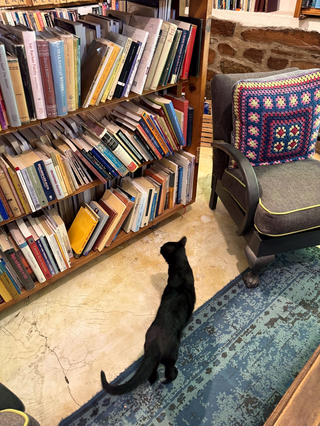 A black cat on the rug